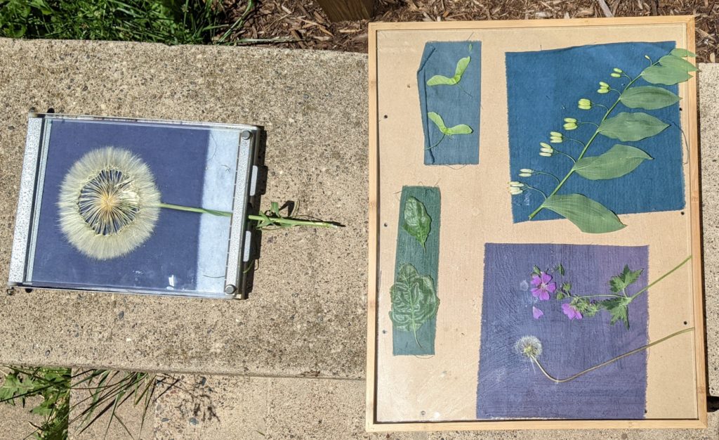 This image shows several cyanotypes being made. Flowers and plants are set on treated fabric and exposed to the sun.