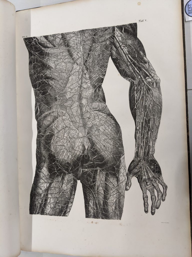 A lithographic print showing detail of the back, lower arm, buttocks, and upper thighs from <i>Planches Anatomiques du Corps Humain.</i>