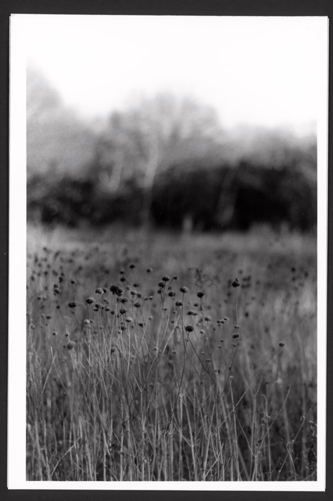 This black and white photo shows a dry late fall prairie filled with dried seed pods. In the background, there is a stand of trees at the edge of a forest.