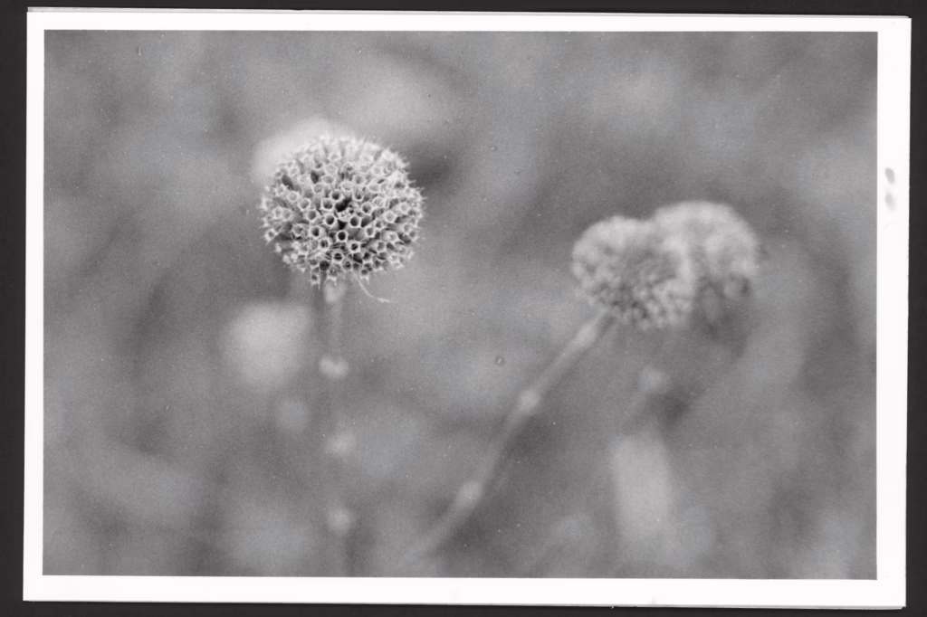 This black and white photo shows a wild flower in a prairie. The flower is on a puffball shape and has gone to seed. The seed pod shape looks like a pentagon with five sides.