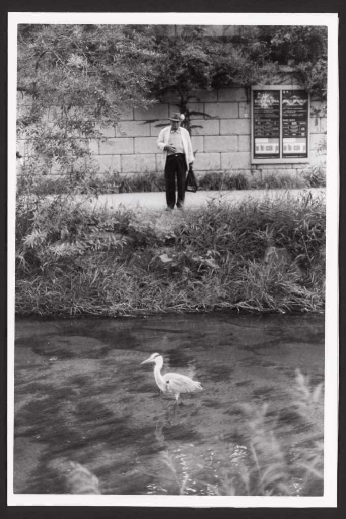Black-and-white photo of a white heron standing in Cheonggyecheon stream in Seoul, South Korea. Across the stream, a dapper looking man stands, and watches the heron. Long grass and trees frame the stream, the heron, and the gentleman.