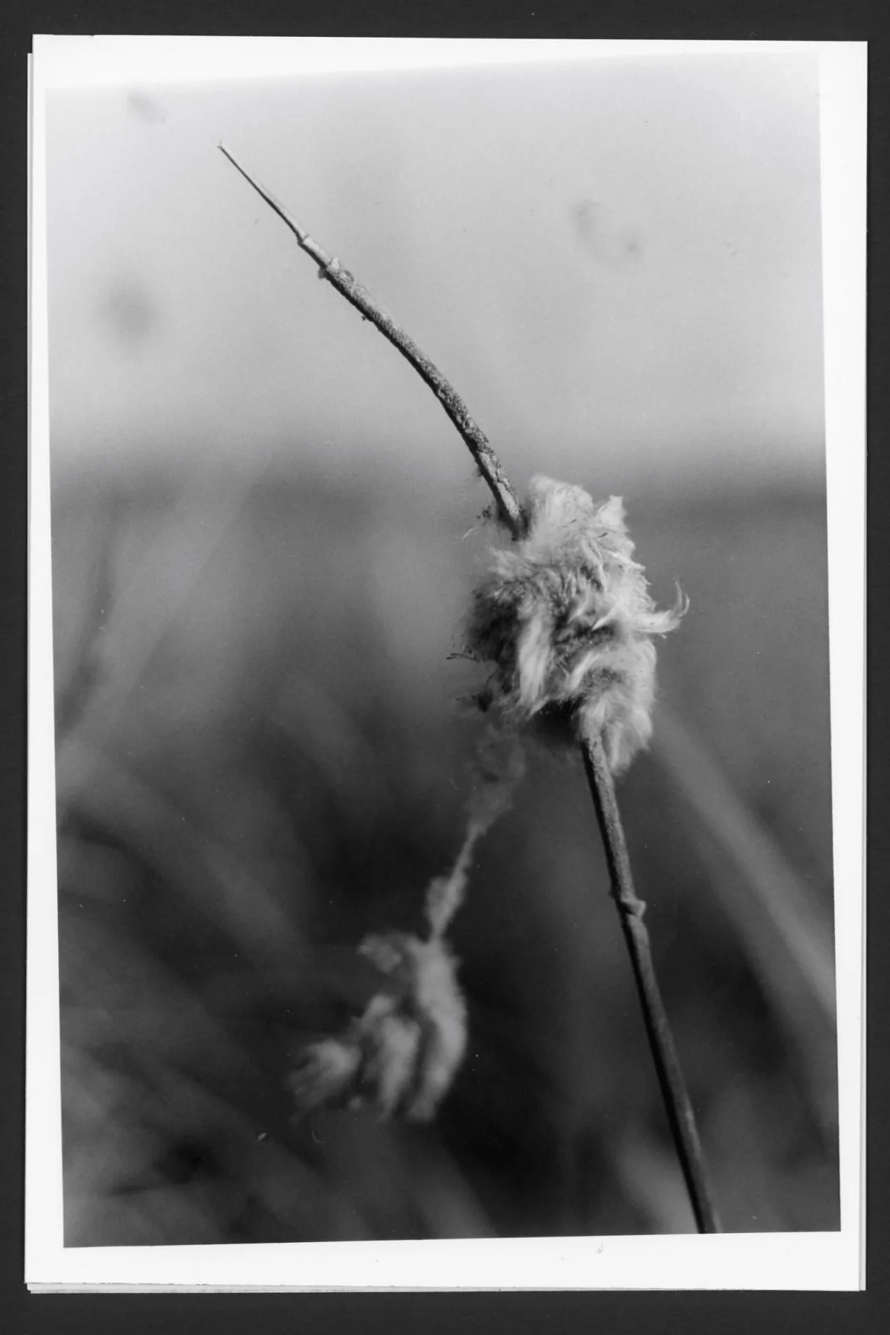 Weeks 5–8 of 209 Weeks