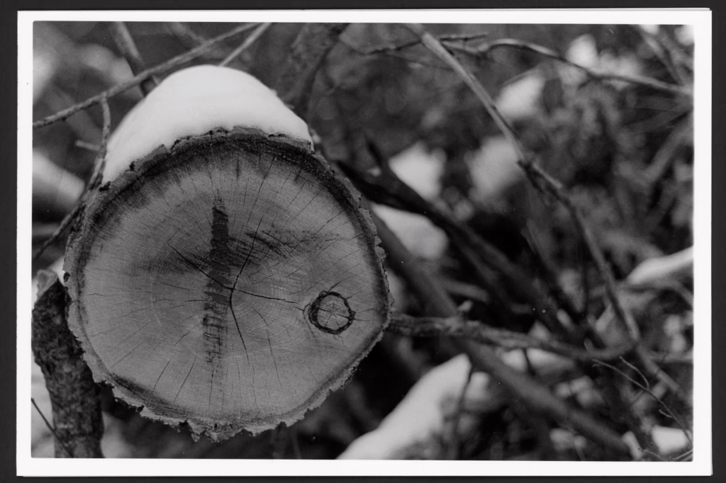 A black and white photo showing a cut log. The log has a knot inside of it, and there is a cross drawn on the stump. The background shows a mess of tree branches and snow.