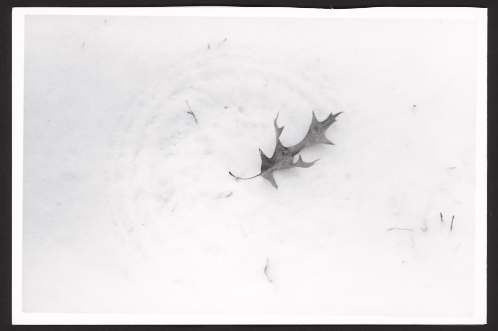 This black and white photo shows on oak leaf on a layer of snow. The stem of the oak leaf has gotten caught on a piece of grass sticking up through the snow. This has made the oak leaf spin around in a circle, carving a natural mandala into the snow.