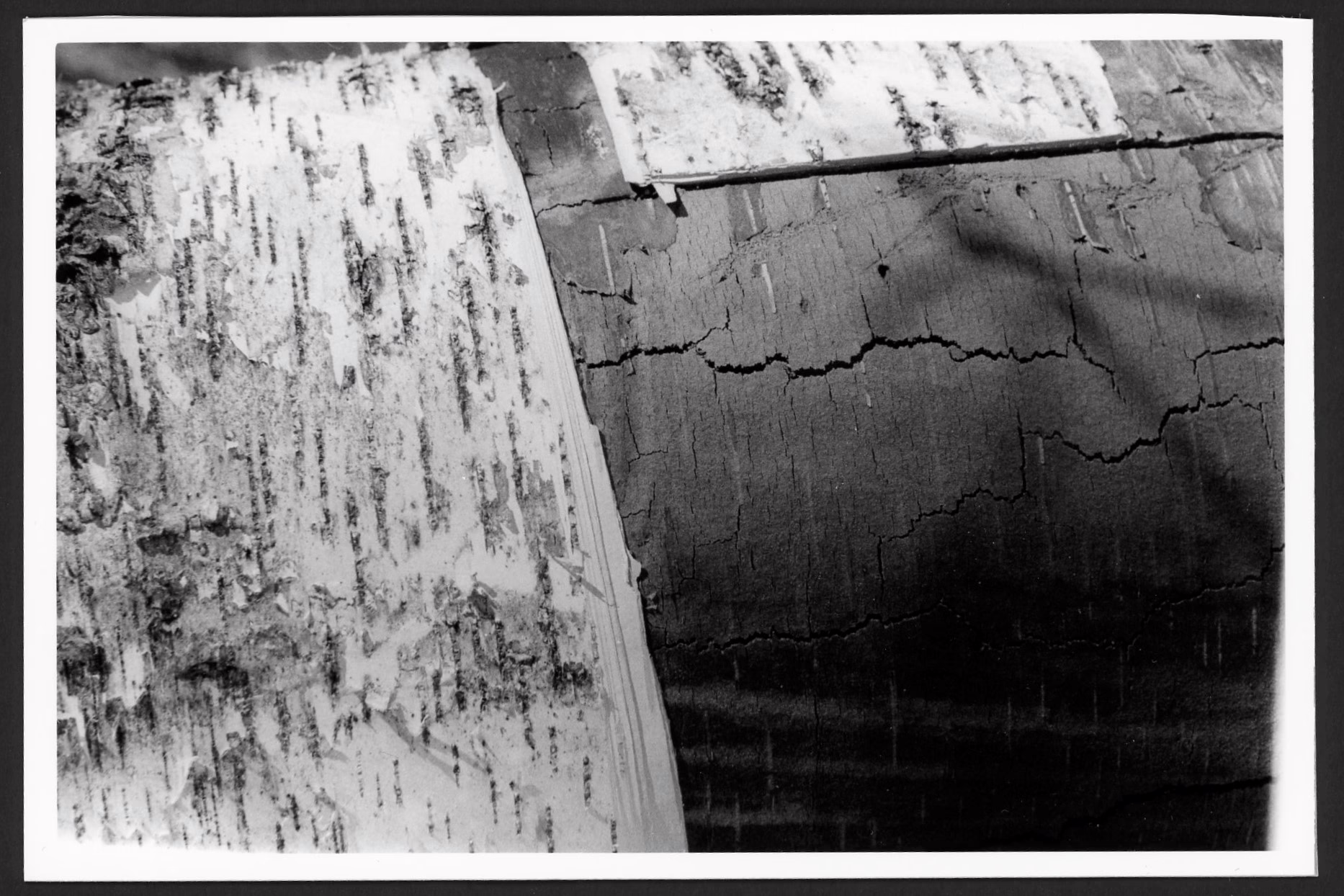This black and white photo shows a tree log that has fallen on the forest floor. The bark indicates the tree may be a birch or a quaking aspen. The right half of the tree trunk is black, as if the bark may have burned off. Some tree branch shadows fall on the trunk.