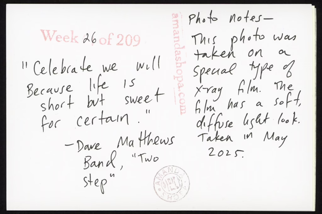 "Celebrate we will because life is short but sweet for certain." –Dave Matthews Band, "Two Step." Photo notes: This photo was taken on a special type of x-ray film. The film has a soft, diffuse light look. Taken in May 2025.