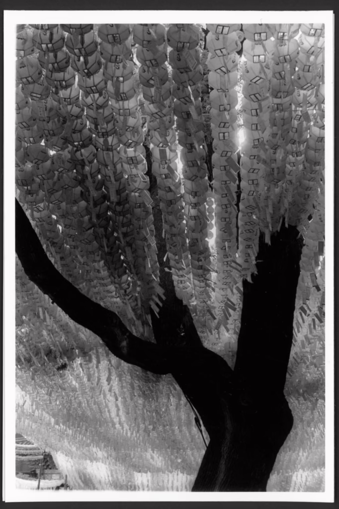 This black and white photograph shows an old gnarled tree. Hundreds of lanterns are strung in parallel lines around and through the tree.