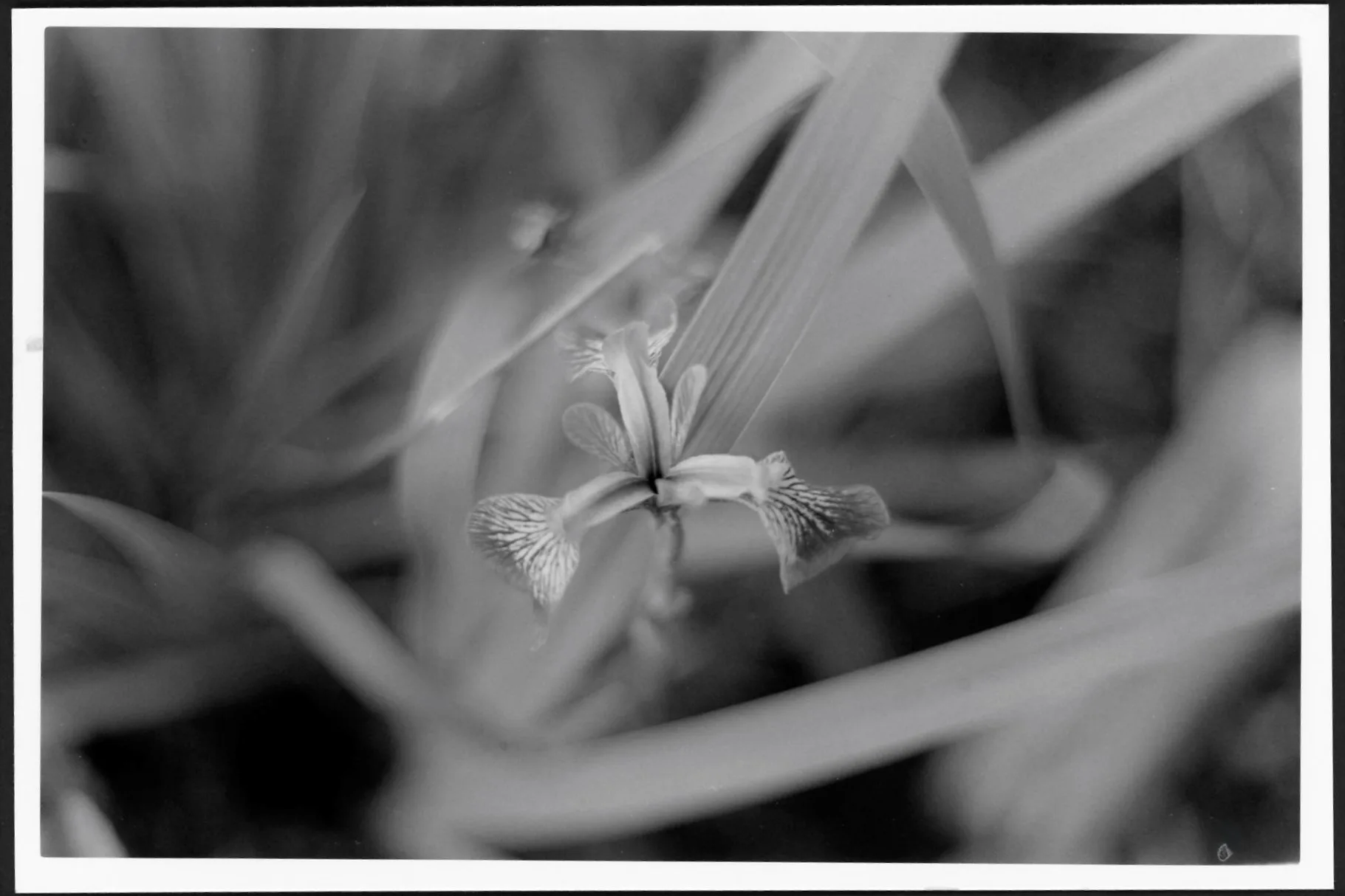 Weeks 49–52 of 209 Weeks