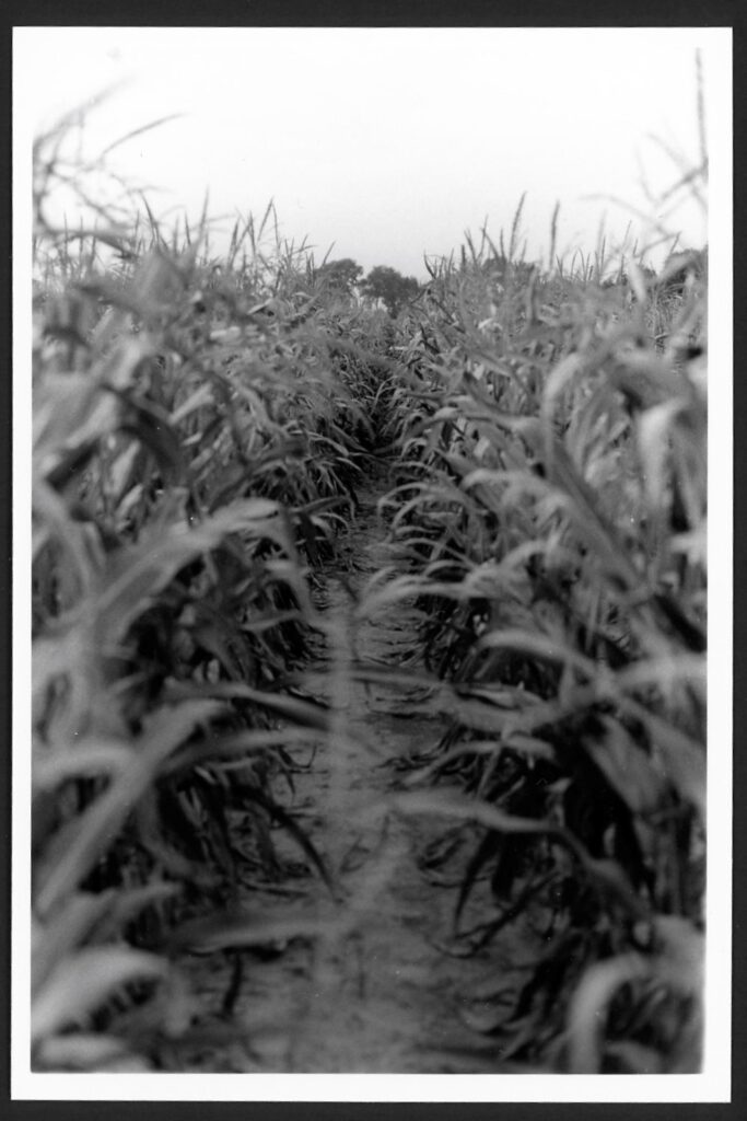 This black and white photo shows rows and rows of corn in Western Illinois.