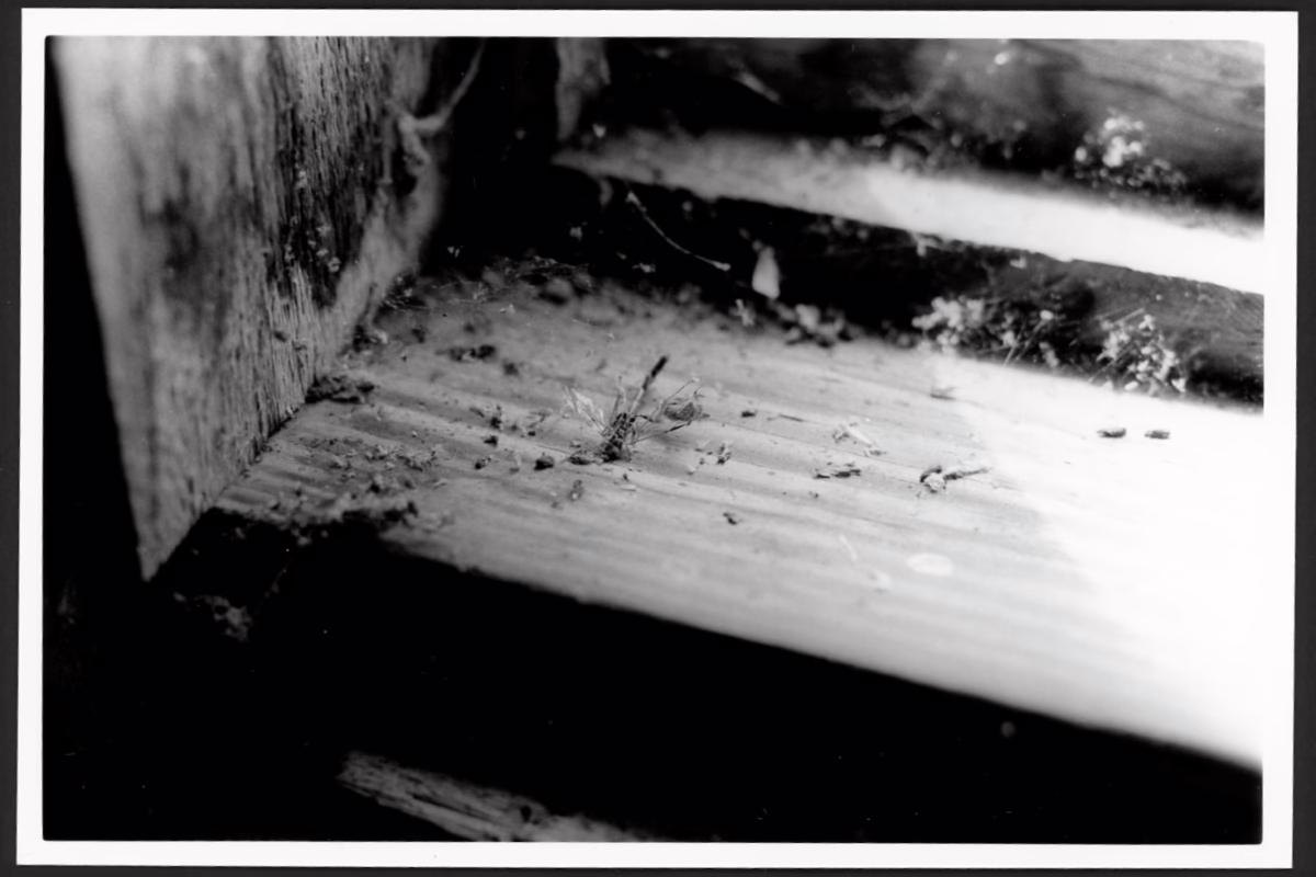 This black-and-white photograph shows the dusty corner of a wide windowsill. You can see spider webs, bits of dust, and a dead insect (likely a damselfly or dragonfly). Sunlight streams through the window.