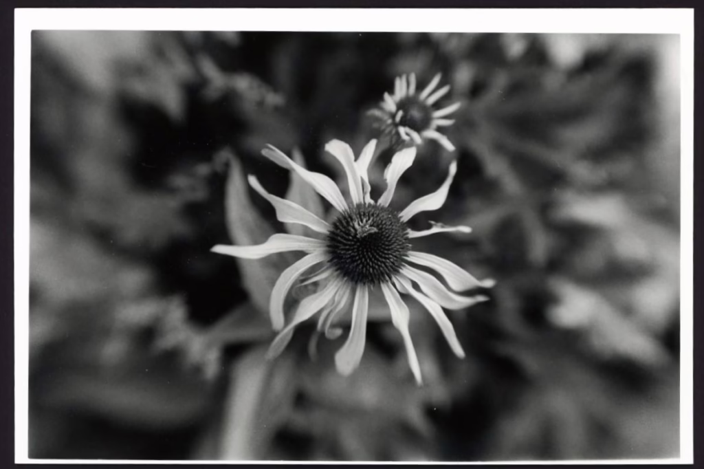 This black and white photo shows two flowers (possibly daisies or coneflowers). In the larger flower, a floret is seen in the seed pod.