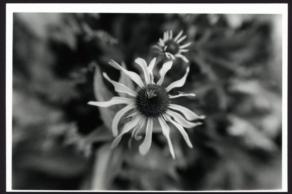 This black and white photo shows two flowers (possibly daisies or coneflowers). In the larger flower, a floret is seen in the seed pod.