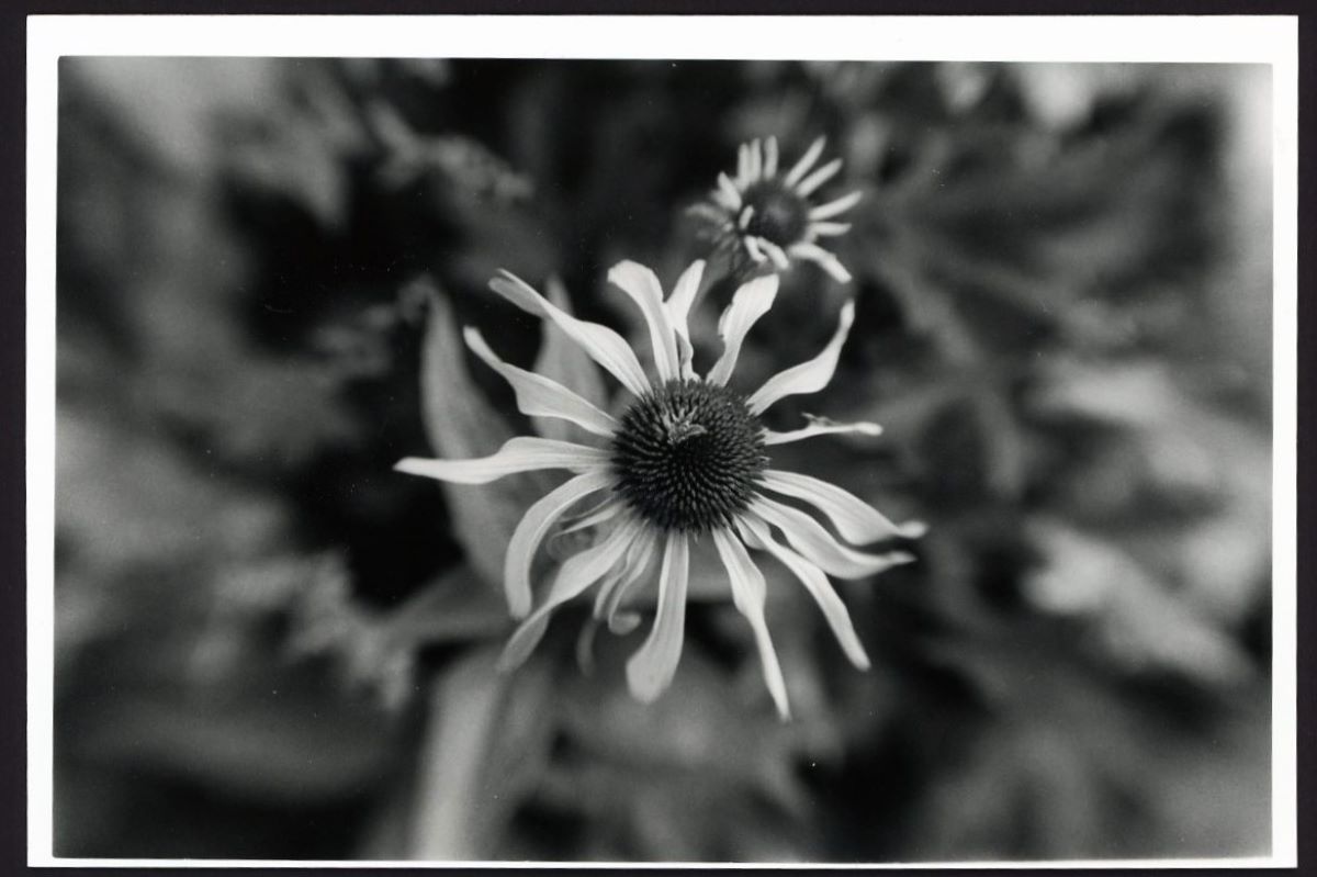 Weeks 77–80 of 209 Weeks
