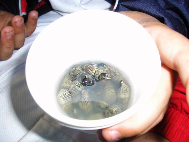 A cup of small snails in water. This Korean street snack, sora, was often eaten by my taekwondo studio classmates when I lived in Korea.