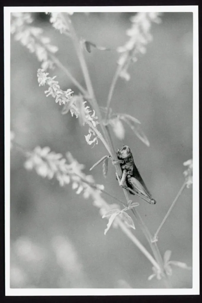 This black-and-white-photo shows a grasshopper clinging to a steam of some sort of ditch flower. The V-shaped pattern along the grasshopper's rear legs can be clearly seen.