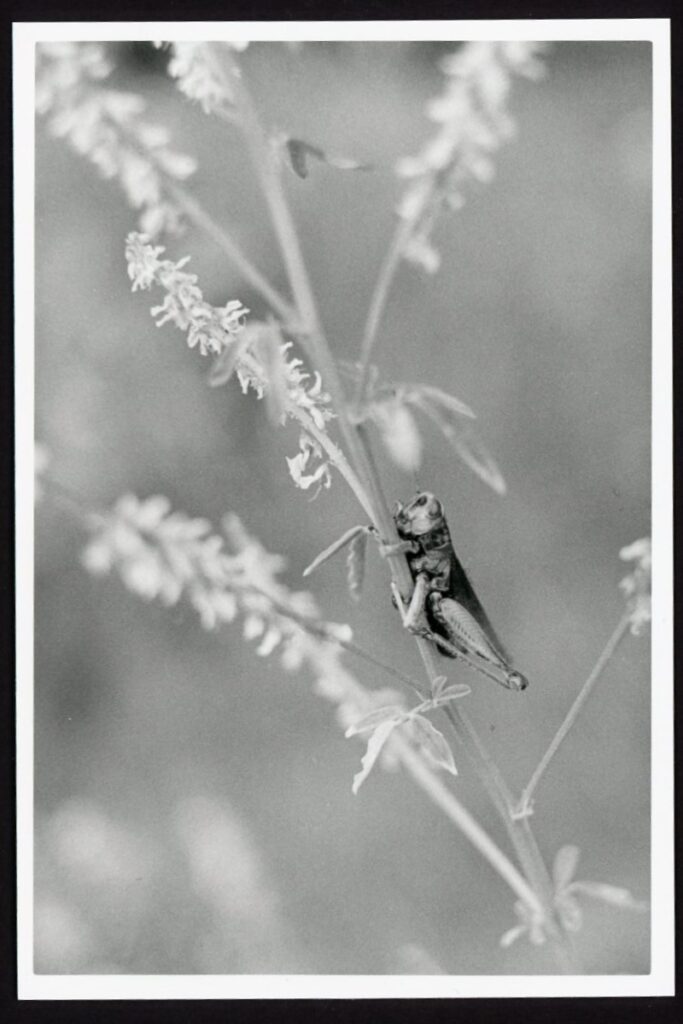 This black-and-white-photo shows a grasshopper clinging to a steam of some sort of ditch flower. The V-shaped pattern along the grasshopper's rear legs can be clearly seen.