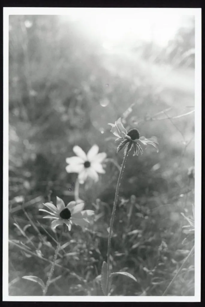 This black-and-white photo shows three black-eyed susan flowers in a ditch. The flowers are lit from behind and the sun is causing flares in the photo.