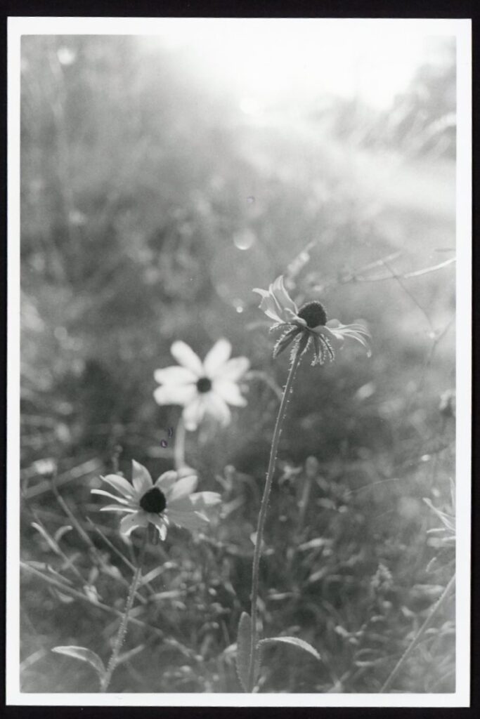 This black-and-white photo shows three black-eyed susan flowers in a ditch. The flowers are lit from behind and the sun is causing flares in the photo.