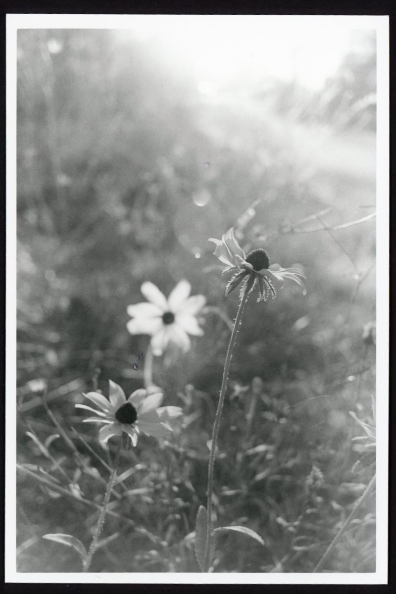This black-and-white photo shows three black-eyed susan flowers in a ditch. The flowers are lit from behind and the sun is causing flares in the photo.