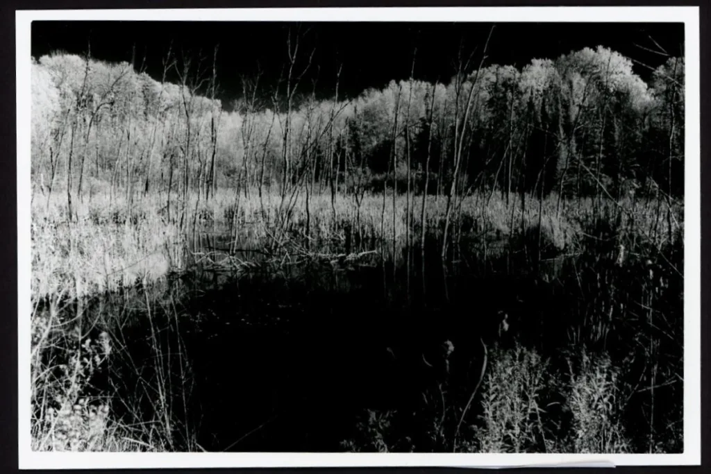 This black-and-white near-infrared photo shows a marshy area with scraggly, leafless trees along the front edge of the marsh. In the distance, trees can be seen. Since this is near-infrared film, the sky and water are black while the trees and plants are white.