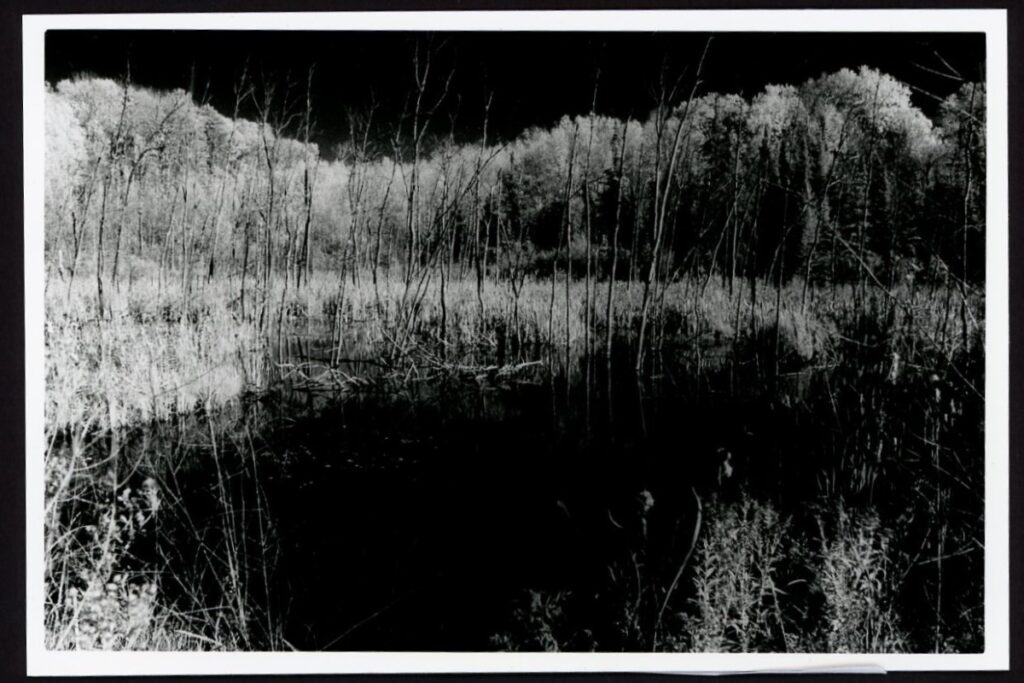 This black-and-white near-infrared photo shows a marshy area with scraggly, leafless trees along the front edge of the marsh. In the distance, trees can be seen. Since this is near-infrared film, the sky and water are black while the trees and plants are white.