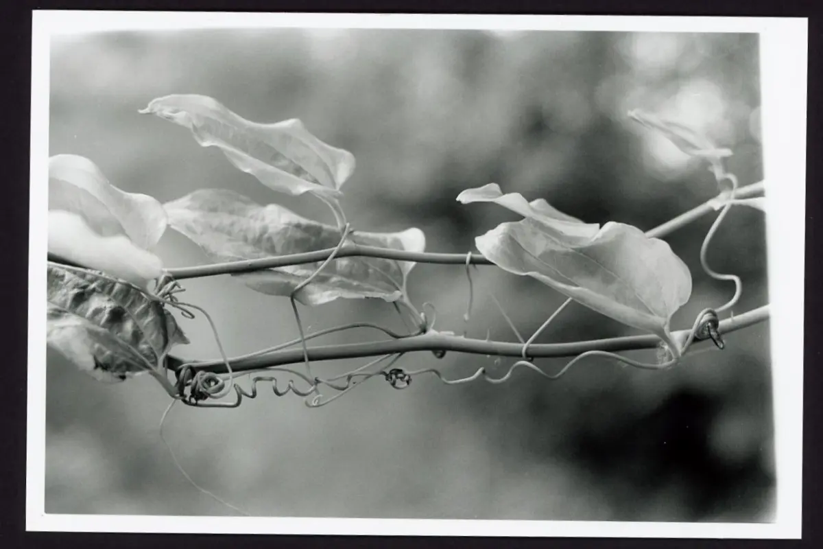 A black and white photo shows the twisting vines of a plant. Wrinkled leaves stretch to the sky while curls of the vine travel horizontally across the space.