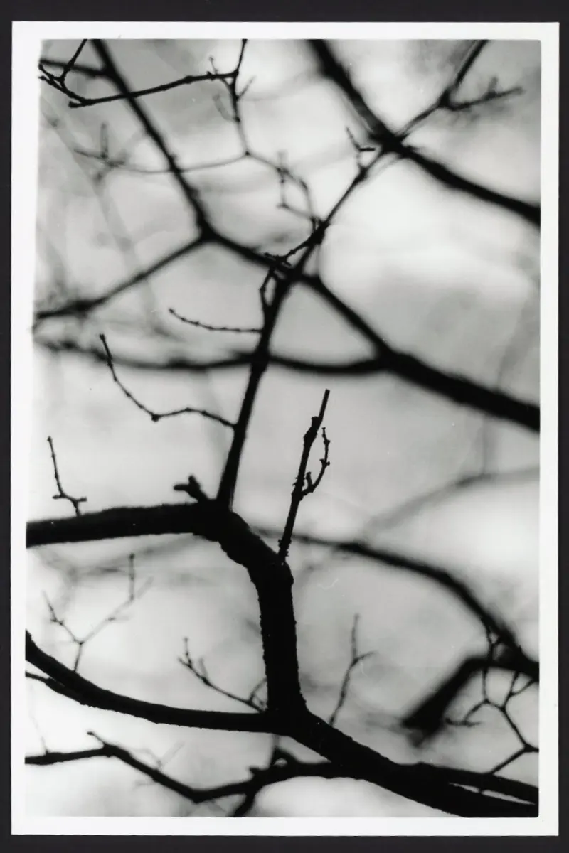 Bare tree branches are shown against a flat grey sky. Most of the branches are just slightly out of focus, and the branches almost create a look of several planes of images stacked front to back.