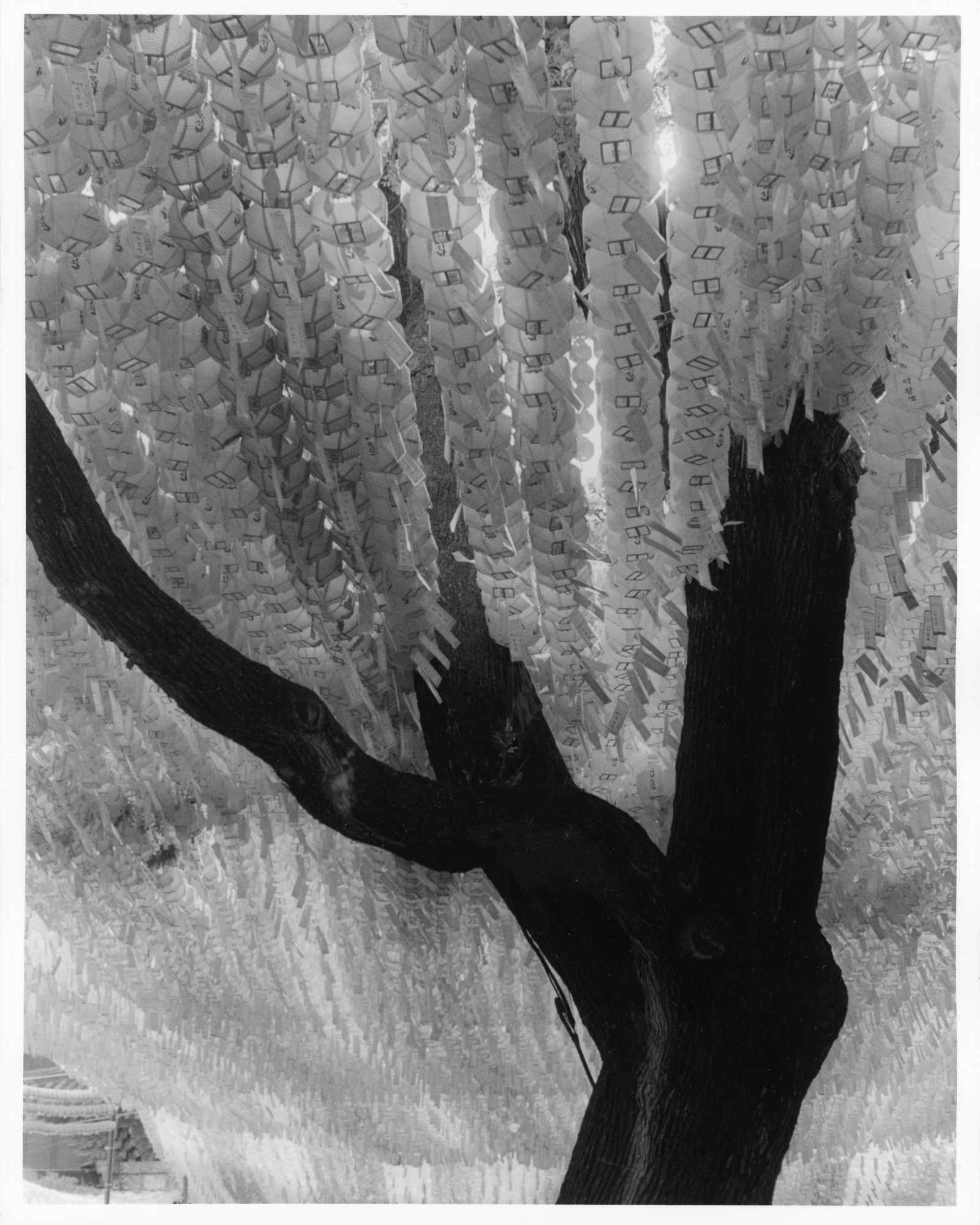 A black-and-white photo shows hundreds, possibly thousands, of lanterns strung up in rows at Buddha's birthday parade in Seoul, South Korea in May 2024. The lanterns are in parallel lines and run through the branches of a gnarled old tree, blocking out the canopy above.