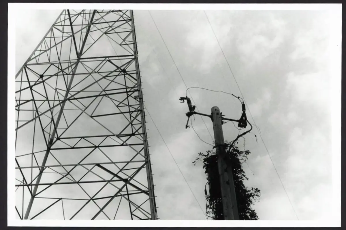 This black and white photo shows an electrical tower and an electrical pole side by side. The pole is covered in vines. Some clouds are seen in the background.
